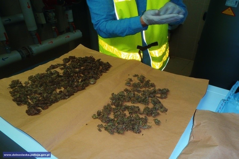 Pieńsk: Policjanci przechwycili ponad 800 porcji marihuany