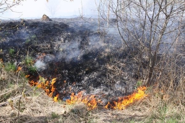 Niedawno paliły sie trawy za Fabryką Dywanów "Agnella".