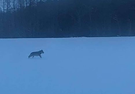 Wilk został sfotografowany w okolicach Suchej Dolnej, w...