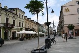 Nowe drzewa na Piotrkowskiej za 155 tys. zł. Sprawę zgłoszono prokuraturze