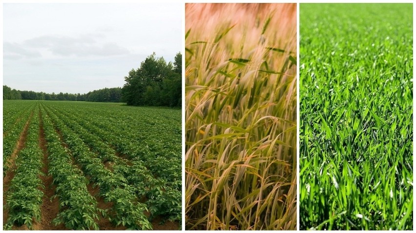 Powierzchnia Polski to 31,3 mln ha. Ile zajmują gospodarstwa rolne?