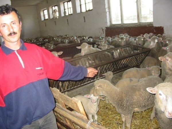 Mirosław Bomba z Łachowa trzyma w oborze około stu matek owiec rasy PON mieszanych z krzyżówką mięsną.
