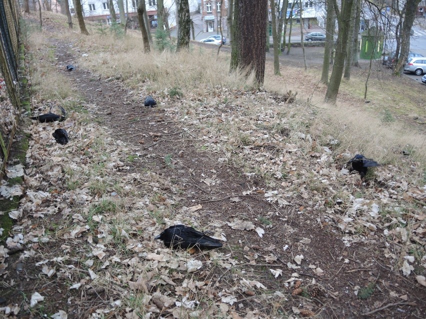 Otrute ptaki przed miasteckim ratuszem (wideo, zdjęcia)