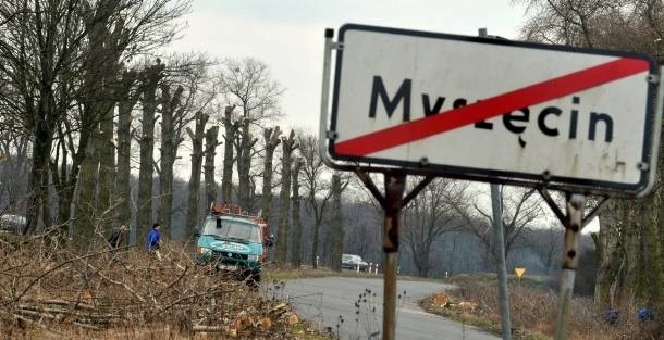 Topole rosnące przy drodze do Myszęcina pozbawiono konarów. Przypomnijmy, że już usunięcie więcej niż 30 proc. korony zawsze odbije się na zdrowiu drzewa