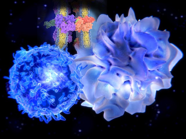 Śledzona jest narządem układu immunologicznego, który jest odpowiedzialny m.in. za oczyszczanie krwi i produkcje limfocytów T (na zdjęciu z lewej strony).