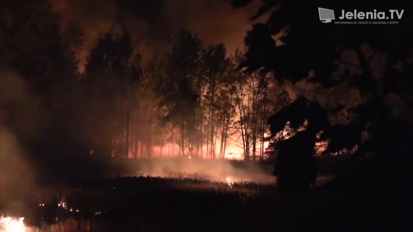 Bardzo duży pożar na wałach w Cieplicach. Płonęło 5 ha nieużytków i lasu
