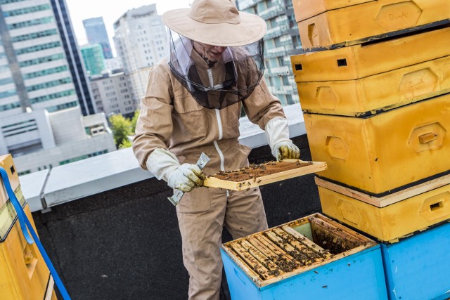 Gwałtowne ubywanie zapylaczy na świecie to powód, dla którego  realizowane są programy wsparcia pszczelarstwa.  W latach 2005-2016 w Polsce wypłacono na ten cel ponad 206,7 mln zł.