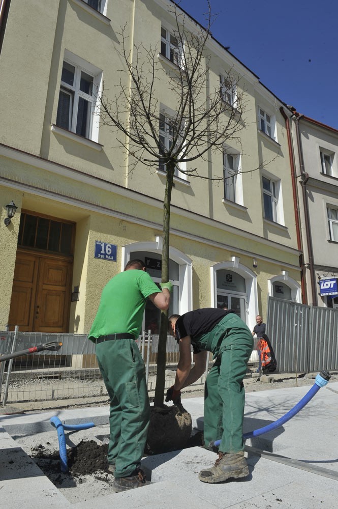 Sadzenie drzew na ul. 3 Maja w Rzeszowie.