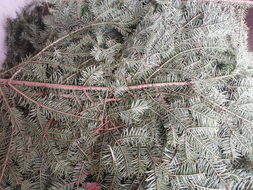 Stroiszowcy plagą jodłowych lasów w Świętokrzyskiem. Kolejny schwytany przez suchedniowskich leśników