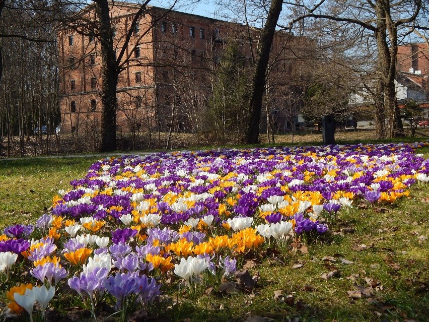 Wiosna zawitała do Słupska. Pogoda sprzyja spacerom po mieście [ZDJĘCIA]