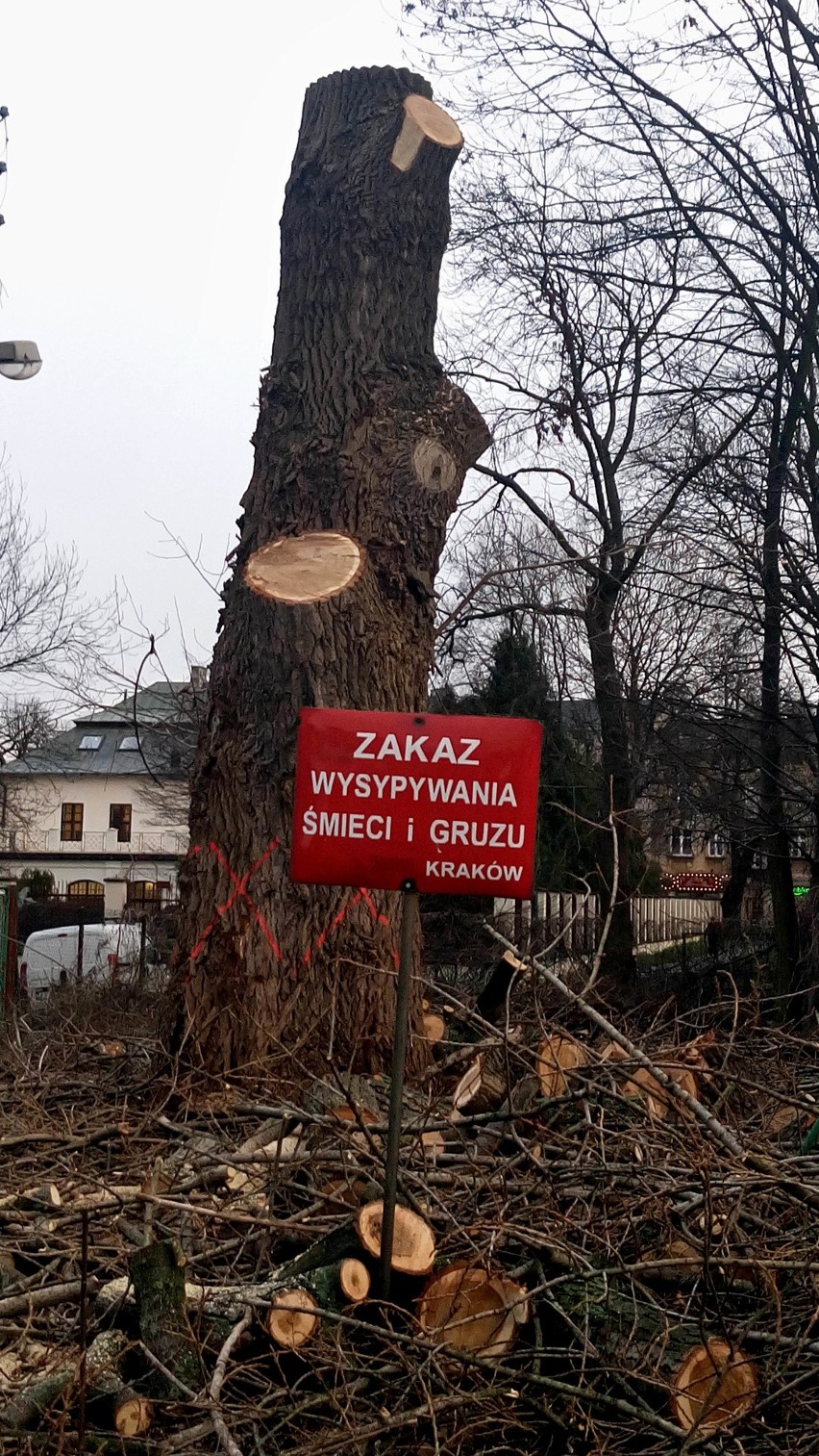 Kraków. Nielegalna wycinka drzew na Placu na Stawach? Urzędnicy badają sprawę 