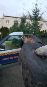 Poznań: Mieszkańcy Naramowic uratowali sokoła z rannym skrzydłem