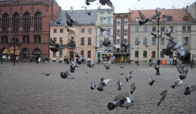 Gołębie na Rynku Staromiejskim w Toruniu