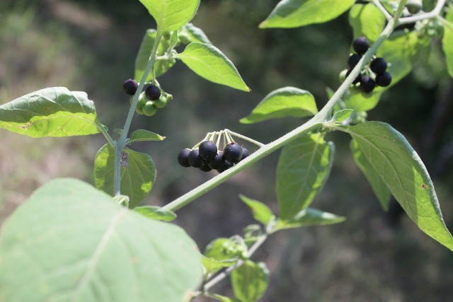 Jagody psiankiOwoce psianki są kuliste jagody o średnicy ok. 6–10 mm, które zwykle mają kolor czarny. Czarcie jagody są soczysta i mają pikantnie kwaskowaty smak.