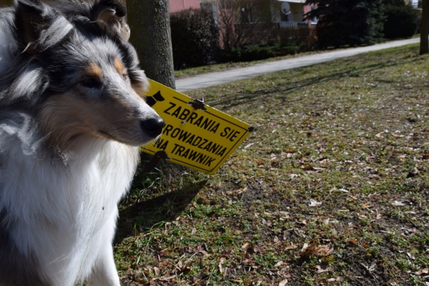 Psie odchody pojawiają się na chodnikach i trawnikach....