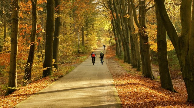 Poznaj najpiękniejsze lubuskie trasy rowerowe. To szlaki idealne na jesień >>>