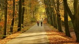 Lubuskie. Najpiękniejsze trasy rowerowe na jesień. Lasy, ruiny, piękne krajobrazy. Zaplanuj idealny weekend! - opis szlaków rowerowych