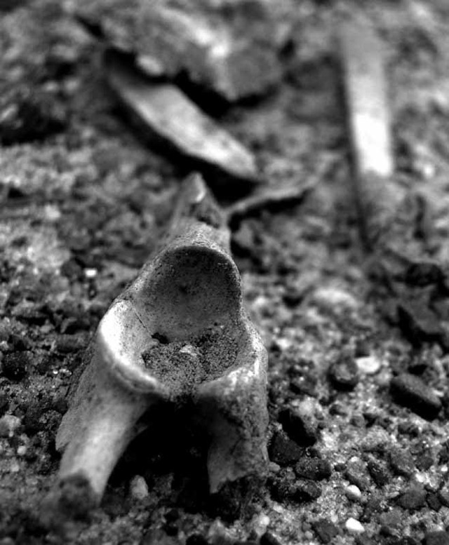 Ludzkie szczątki zostały znalezione, bo z ziemi wystawały kości