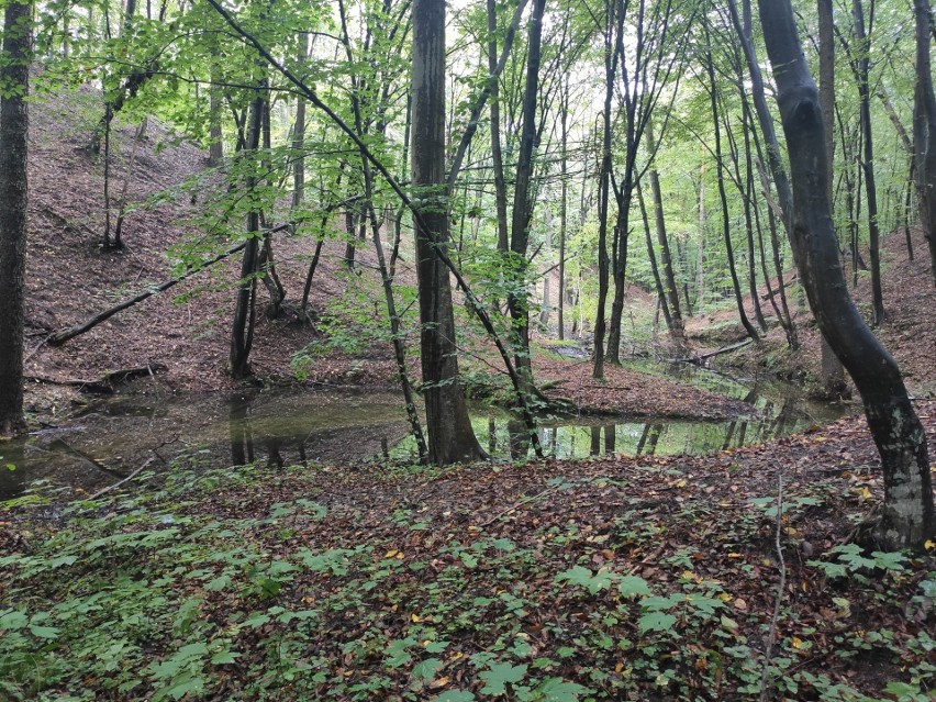 Raki wracają do rzek w Puszczy Kozienickiej. W Nadleśnictwie Zwoleń leśnicy przeprowadzili akcję edukacyjną "Razem dla raków szlachetnych"