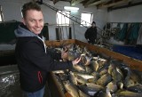 Karp na wigilię. Świętokrzyscy hodowcy ryb sprzedadzą blisko dwa tysiące ton świątecznej ryby