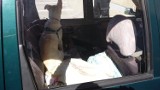 Świdnik: Pies mdlał w nagrzanym samochodzie. Uratowali go miejscy strażnicy