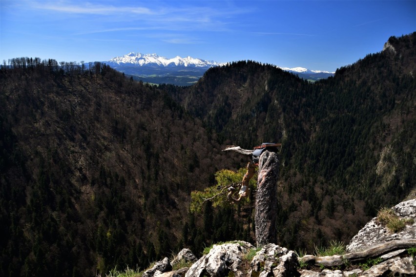 Wiosna w Pieninach. Bujna fauna i flora na Sokolicy, a do tego widok na ośnieżone Tatry