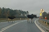 Uwaga, łosie na szosie! Zwierzęta spacerowały ruchliwą drogą. Nadleśnictwo apeluje o ostrożność