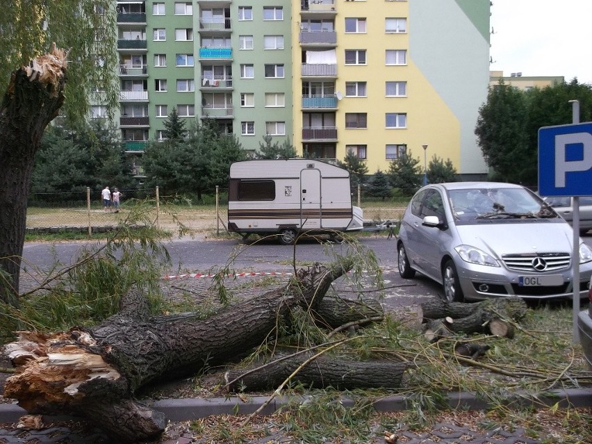 Wrocław: Drzewo przygniotło samochody na parkingu przy Rogowskiej (ZDJĘCIA)