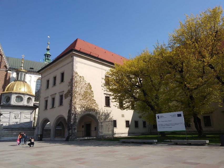 Wawel w wiosennej odsłonie. Magnolie w pełnym rozkwicie [ZDJĘCIA]