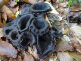 Mają czarny kolor i nietypowy kształt, ale są znakomite na pierogi i nie tylko. Lejkowce dęte to grzyby, które zbierzesz nawet w listopadzie