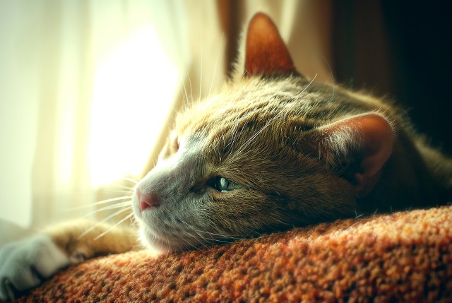 O dewastującej, śmiertelnej chorobie informują właściciele kotów z różnych części Pomorza. Jedna z naszych czytelniczek w ciągu dwóch dni straciła trzy swoje czworonogi.