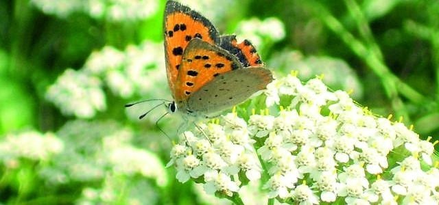 Motyl na ukwieconej łące pod Golubiem - Dobrzyniem. Czysta natura.