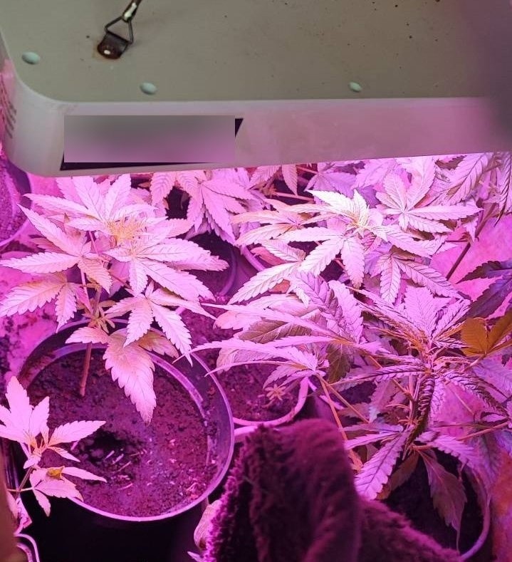 Policja prócz sadzonek zabezpieczyła sprzęt niezbędny do uprawy marihuany