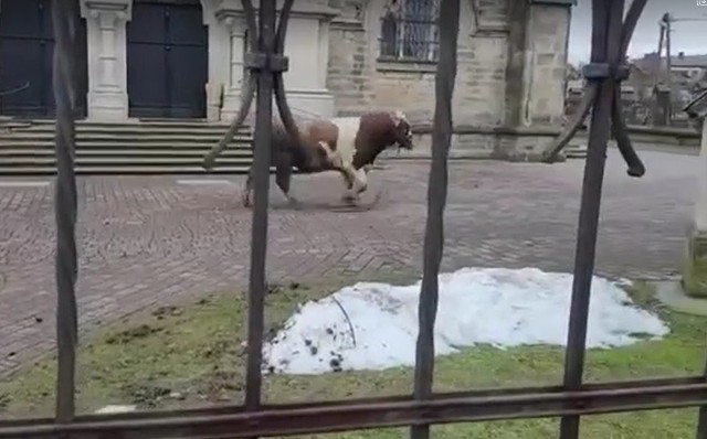 Byk został zamknięty na placu przykościelnym. Dopiero tam udało się go uspokoić i schwytać