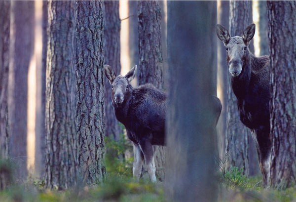 Podglądacze
I nagroda w konkursie „Leśne Fotografie”.