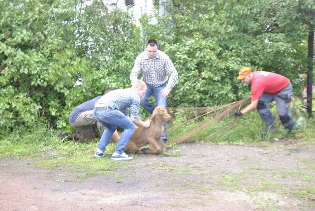 Łoszak (młody łoś) został złapany na grudziądzkim osiedlu Mniszek. Później w lesie wypuszczono go na wolność.