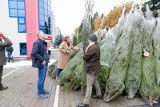 Akcja "Choinka dla życia". Białostoccy krwiodawcy otrzymali świąteczne drzewka 