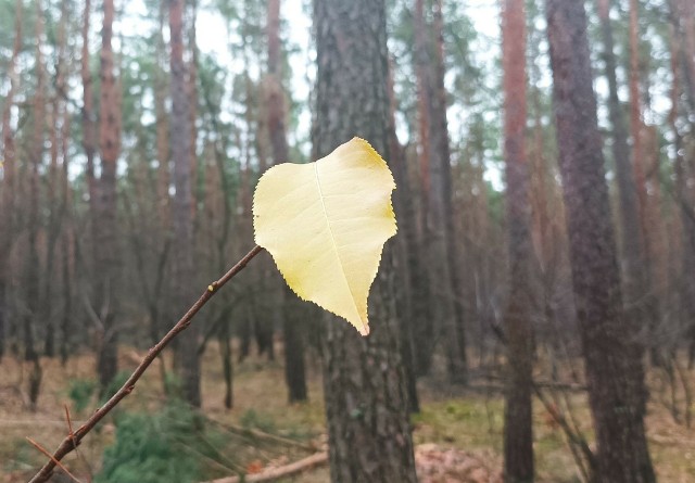 Nawet ten ostatni liść w podbydgoskim lesie zapewne wkrótce spadnie na ziemię porwany porywistym wiatrem
