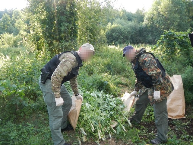 170 krzaków zioła uprawiał 16-latek w lesie pod Tucholą.