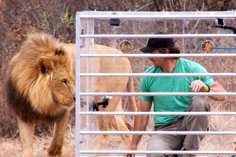 Tydzień z wielkimi kotami w Nat Geo Wild