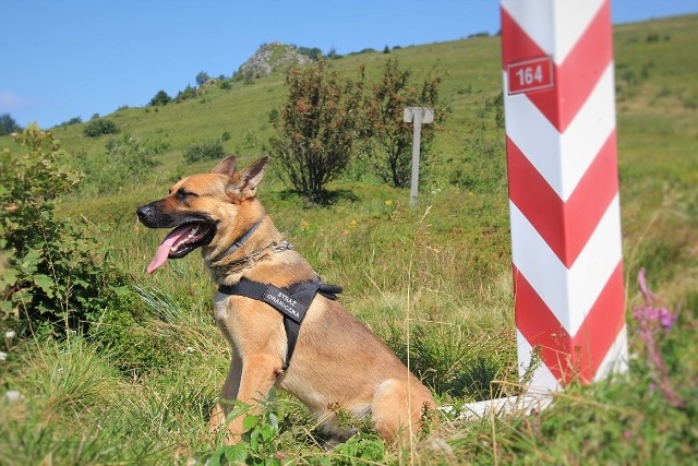 Służbowy pies Straży Granicznej wskazał miejsce nielegalnego przekroczenia przez dwóch Hindusów, grnaicy ukraińsko - polskiej.