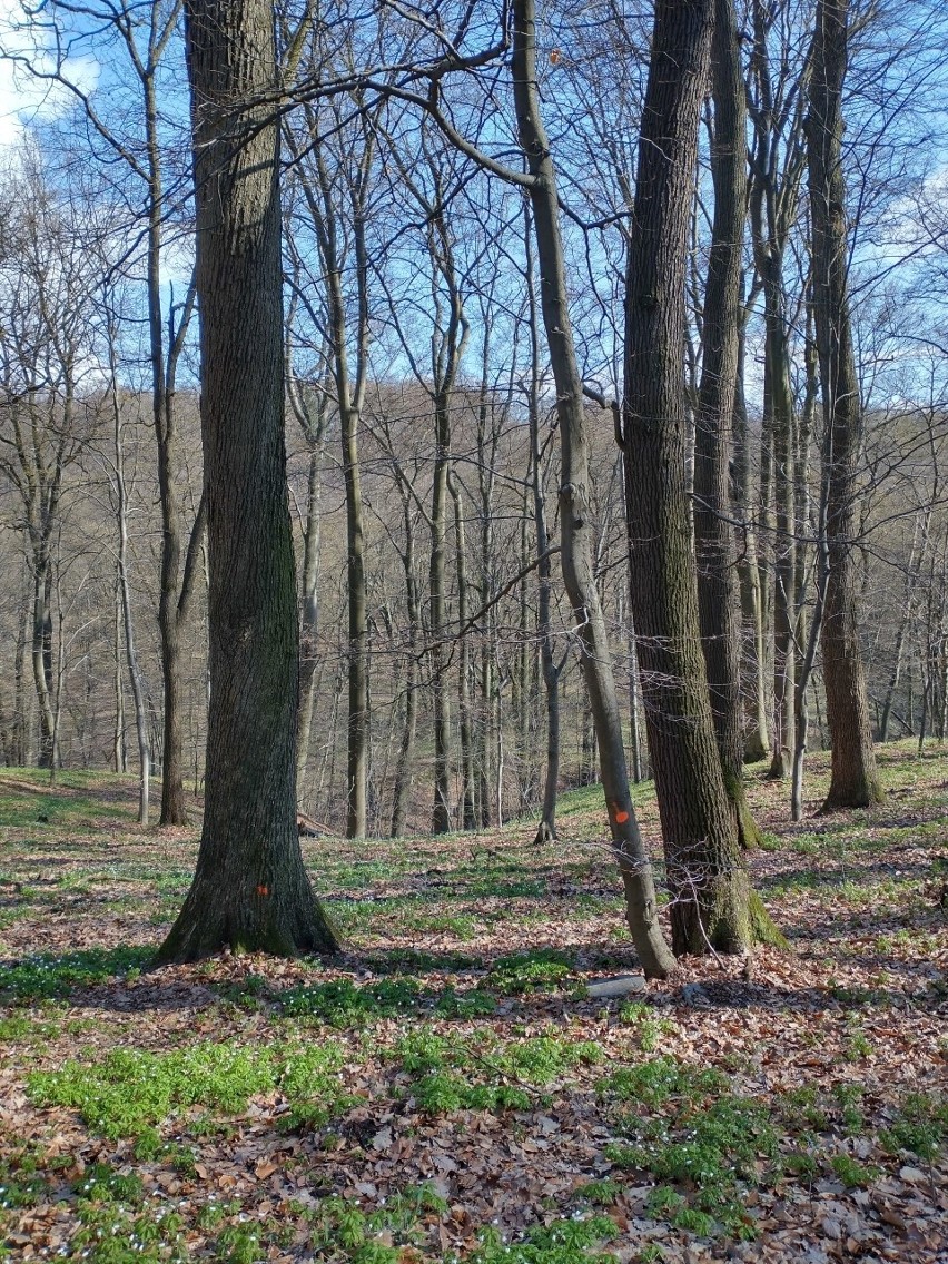 Drzewa oznaczone w Lesie Wolskim