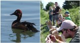 Kaczki podgorzałki już pływają po Stawach Milickich! Naukowcy z Wrocławia ratują zagrożony gatunek. Zobaczcie film i zdjęcia