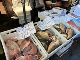 Cena karpia 2023. Ile zapłacimy za kilogram świeżej ryby?