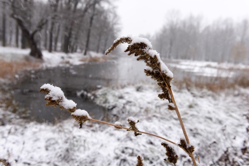 Pogoda na grudzień 2020: czy w świeta spadnie śnieg? Czeka nas biały Sylwester? Długoterminowa prognoza pogody. Nadciąga zimne powietrze