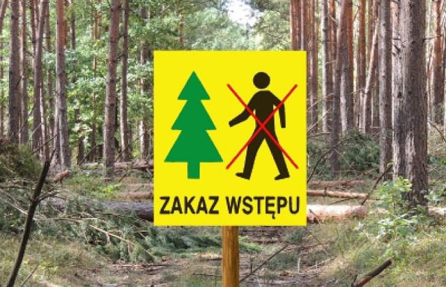 Do 7 czerwca 2023 r. obowiązuje wprowadzony 24 maja zakaz wstępu do lasu w Nadleśnictwie Miradz.