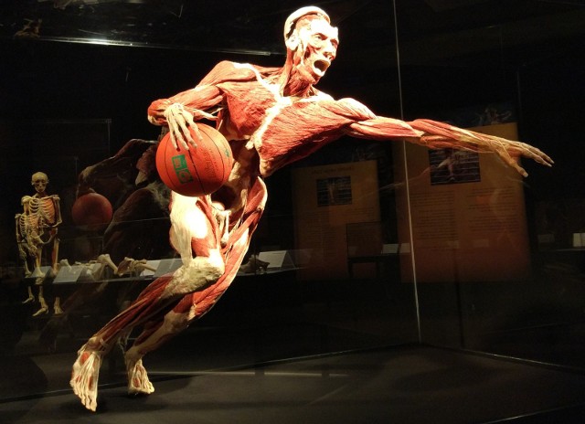 Body Worlds & The Cycle of Life w Łodzi