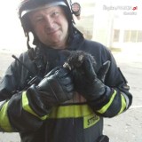 Policjant i strażak uratowali małego kotka z pożaru. Znaleźli mu też dom