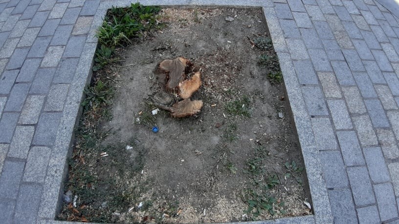 Zniknęły drzewa z ul. Kapucyńskiej w Lublinie. Co się z nimi stało?