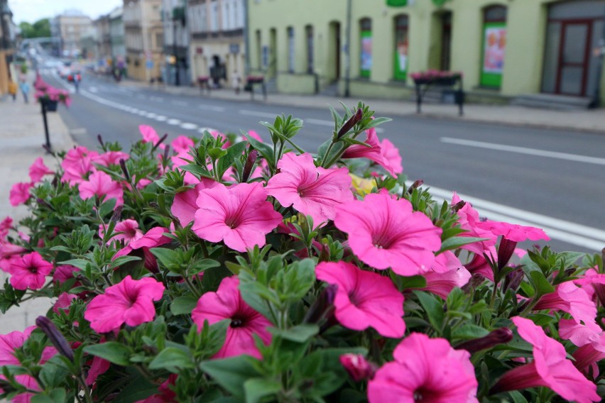 Kwiaty ozdobią ścisłe centrum Lublina. A jak teraz wygląda ukwiecony Lublin?     
